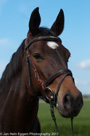 Fotoshoot Paarden